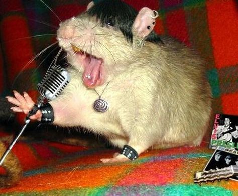 a rock star Rattus Rattus, Funny Rats, Mouse Photos, Funny Hamsters, Funny Mouse, Cute Rats, A Rat, Extinct Animals, Pet Rats