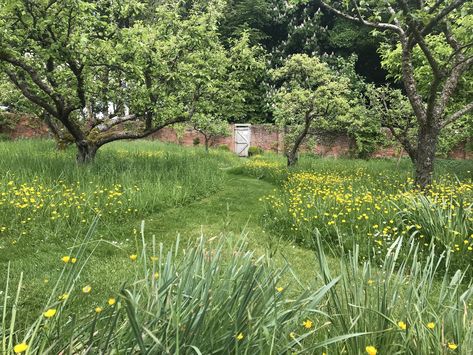 Orchard Garden, Lost Garden, Wild Flower Meadow, Winter Gardening, Vegetable Garden Planning, Meadow Garden, Into The West, Garden Vines, Cottage Garden Plants