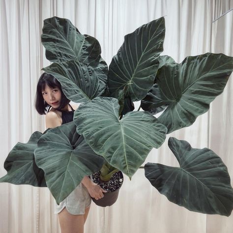 Araceae Species, Cultivars and Hybrids — Aroidpedia Alocasia Odora, Zone 10, Philodendron Plant, Plant Journal, Spider Mites, Cell Division, Philodendron Monstera, Gene Expression, Pest Management