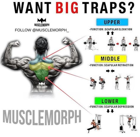 The 8 best traps exercises to develop the slab of trap muscles to your upper back. This workout hits the traps hard with high-volume, muscle-building rep ranges and an eclectic mix of exercises—a standard dumbbell shrug, a bodyweight shrug using a dip station, ... Traps Workout At Home, Trapezius Workout, Best Trap Exercises, Traps Muscle, Dumbbell Arm Workout, Traps Workout, Workout Hiit, Arm Workout Women, Gym Workouts For Men