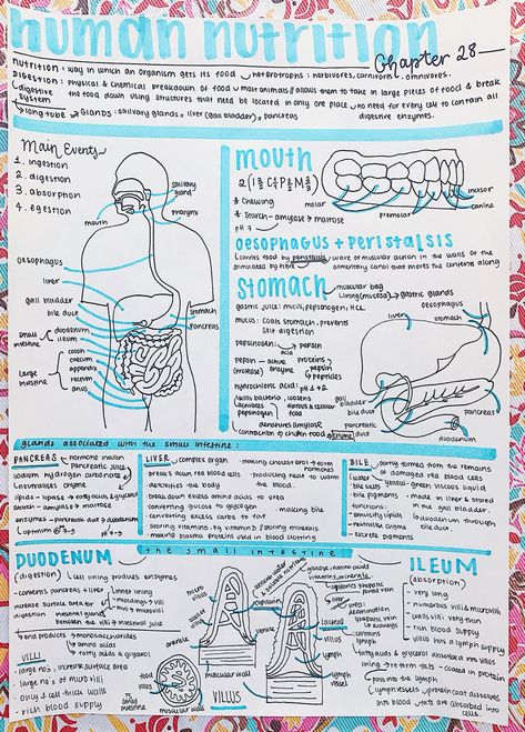 Nutritionist Study Notes, Biology Digestion Notes, Nutrition In Human Beings Notes, Nutrition In Amoeba Notes, Nutrition Notes College, Human Nutrition Notes, Nutrition Notes Nursing, Nutrition Biology Notes, Dietitian Study Notes