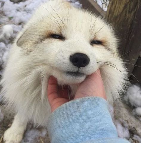 Fox In Snow, All Dogs, White Dog, Fox, Marble, Dogs, Funny, White, Black