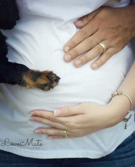 Funny Baby Announcement, Dog Baby Announcement, Dog Pregnancy Announcement, Baby Announcement Pictures, Baby Fotografie, Pregnant Dog, Pregnancy Announcement Photos, Pregnant Couple, Foto Tips