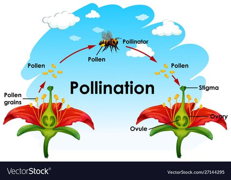 Pollination Anchor Chart, Cross Pollination Flowers Diagram, Pollination Diagram, Pollination Worksheet, Pollination Activities For Kids, Pollination Experiment, Pollination Activity, Flower Diagram, Bee Pollination