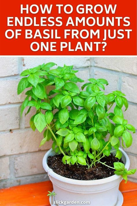 HOW TO GROW AN ENDLESS AMOUNTS OF BASIL WITH ONE PLANT? If we talk about the best companion plant of basil then tomatoes are the best option as they proved good neighbors of basil. If you are living in a hot climate then use mulch around your basil plants so it will help to retain the moisture. Thai Basil Plant, Growing Herbs Inside, Basil Growing, Pickled Things, Storing Basil, Herb Growing, Gardening Herbs, Knit Scarfs, Grow Herbs