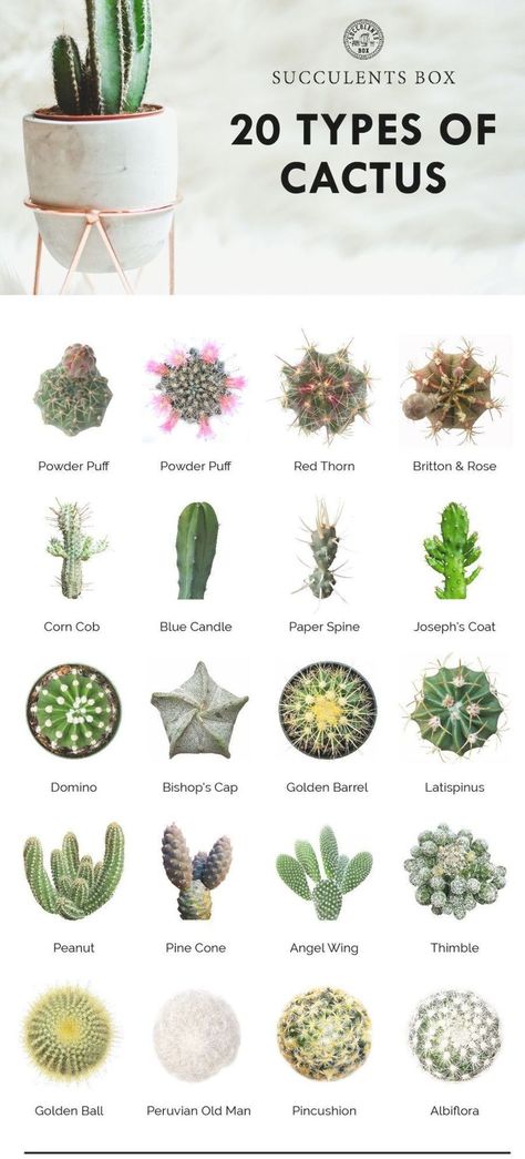 20 types of cactus // plants | home | natural designs | time-honored Identifying Succulents, Types Of Cactus Plants, Cactus Names, Tanaman Sukulen, Succulent Names, Types Of Succulents Plants, Truck Garden, Succulent Art, Cactus Types