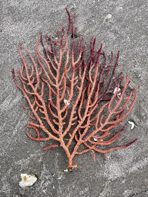 Sea fan soft coral.  Photo credit:  Harte Research Institute for Gulf of Mexico Studies. Fan Coral Tattoo, Coral Tattoo, Fan Coral, Sea Fan, Coral Sea, Time And Tide, Soft Coral, Sea Coral, Soft Corals