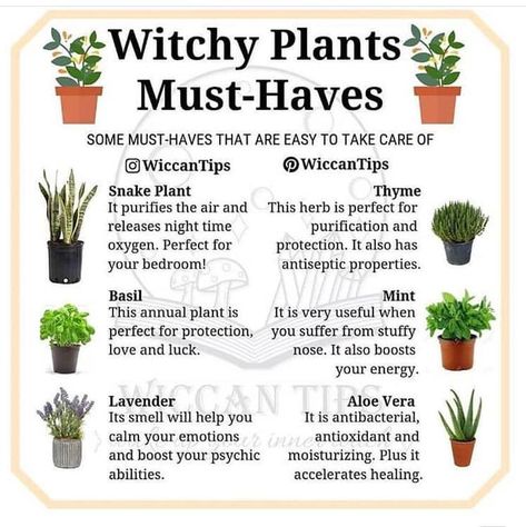 Must haves Witch Plants, Instagram Do, Witchy Garden, Witch Herbs, Green Witchcraft, Magia Das Ervas, Witch Garden, Love Plants, Magic Herbs