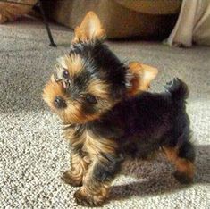 Chorkies Puppies, Cute Yorkies, Yorker Puppies, Baby Yorkie, Kittens Puppies, Puppy And Kitten, Teacup Yorkie Puppy, Yorkie Puppy For Sale, Cute Small Dogs