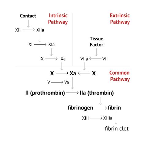 Hematology Lab, Coagulation Cascade, Nursing Printables, Medical Laboratory Science Student, Prothrombin Time, Von Willebrand Disease, Medical Laboratory Technician, Medicine Notes, Dental Anatomy