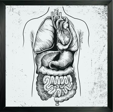 Anatomy Reference Organs, Gut Anatomy, Human Body Anatomy Drawing, Body Organs Diagram, Body Anatomy Drawing, Anatomy Illustration, Human Body Organs, Body Part Drawing, Human Body Drawing