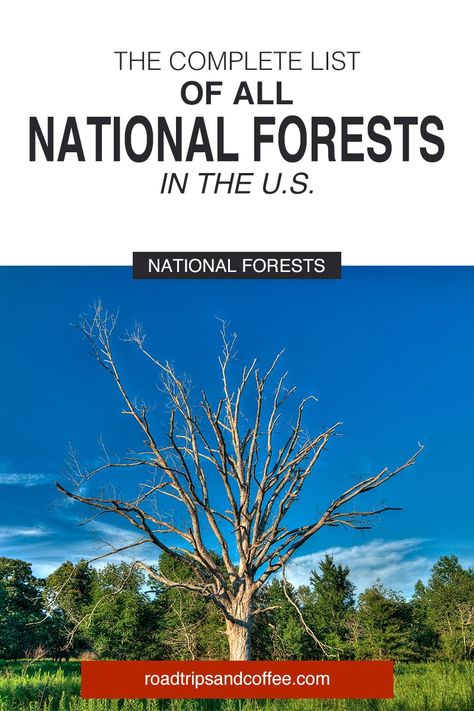 Have you ever wondered if there was a national forest near you? This complete list of all 154 national forests in the U.S. will help you figure out what is nearby and includes links to find out more information for your next adventure. #travel #nationalforests #GoForaDrive Us National Forests, Scenic Byway, Travel Checklist, Summer Road Trip, Forest Service, Natural Pool, Road Trip Itinerary, Scenic Drive, National Forest