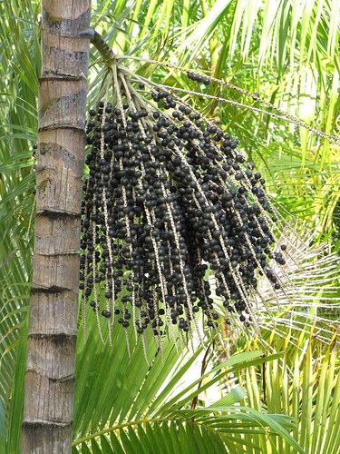 Acai berry is a fruit of a palm tree native to the subtropical regions of Central and South America. They require warm humid climate and cannot tolerate the cold. Acai Tree, Acai Palm Tree, Types Of Berries, Rainforest Plants, Acai Fruit, Acai Berry, Carnivorous Plants, Exotic Fruit, Tropical Fruits