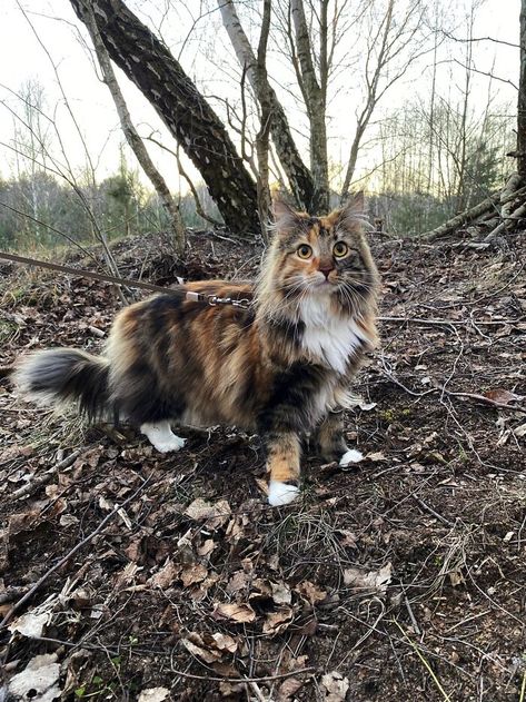 Norwegian Forest Prettiness Norwegian Forest Kittens, Norway Forest, Cat Climbing Tree, Wcue Morph, Warrior Cat Oc, Kitten Photos, Cat Cuddle, Kinds Of Cats, Origin Story