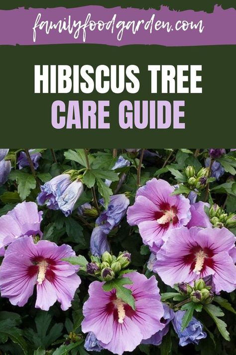 Hibiscus Tree Care, Hibiscus Tree, Purple Hibiscus, Hibiscus Plant, Tree Care, Family Food, Food Garden, Tea Garden, Front Yard Landscaping Design