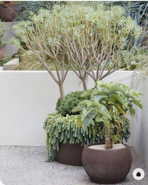 Large Potted Plants Outdoor, Landscaping With Potted Plants, Daniel Nolan, Flower Pot Arrangements, Dry Gardens, Low Water Landscaping, Low Water Gardening, Design Strategies, Potted Plants Outdoor