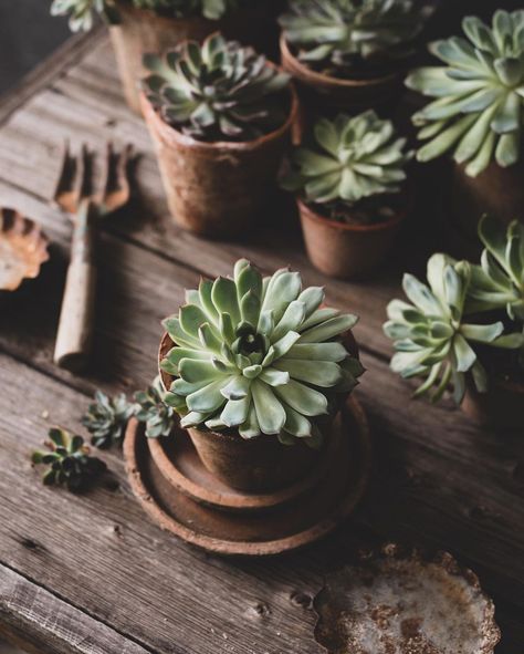 Potted Plant Photography, Succulent Aesthetic, Succulents Aesthetic, Pictures Of Succulents, Hygge Box, Mothers Day Baskets, Lovers Pics, Still Life Photos, Plant Decor Indoor