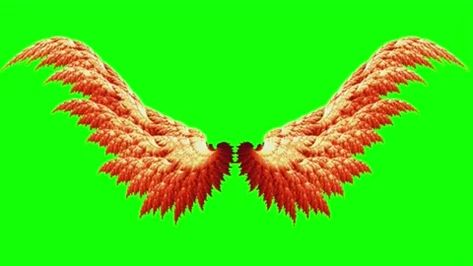 Angel Wings Green Screen, Wings Fairy, Fairy Wings, Free Stock Video, Film Tv, Green Screen, 4k Hd, After Effects, Angel Wings