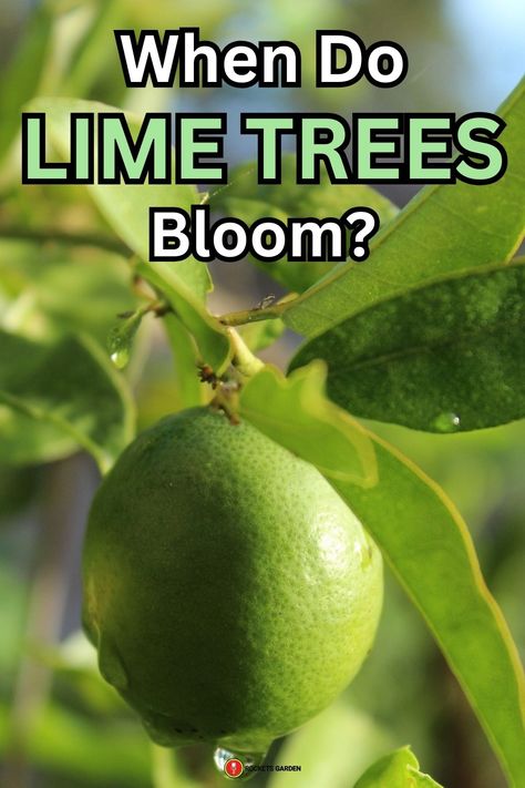 When Do Lime Trees Bloom: Like most citrus trees, lime trees usually bloom between late winter and early spring. Their blossoms offer an intoxicating aroma, followed by tangy limes. Swipe for care tips! #LimeTree #CitrusBlossom #TropicalGarden Key Lime Tree Care, Lime Tree Care, Mexican Lime Tree, Key Lime Tree, Arizona Plants, Lemon Tree From Seed, Lime Trees, Nut Trees, Growing Fruit Trees