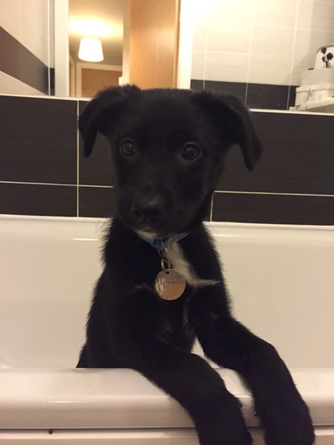 This looks like our Zoe! Cute borador baby Borador Dogs, Borador Puppy, Eat Wallpaper, Lab Mix Puppies, Black Lab Mix, Sweet Pictures, Aesthetic 2024, I Like Dogs, Dream Dog