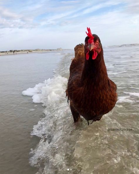 Pictures Of Chickens, Pollo Animal, Chicken Of The Sea, Chicken Pictures, Beautiful Chickens, Cute Chickens, Chickens And Roosters, Chicken Humor, Pet Chickens