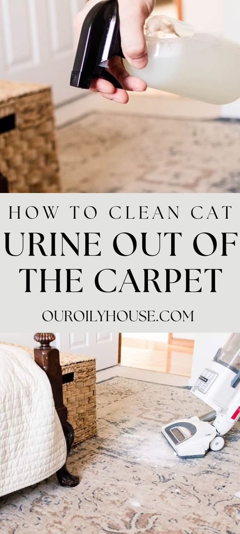 Carpet Shampooer Solution Diy, Cat Pee Out Of Carpet, Pee Out Of Carpet, Carpet Shampoo Solution, Cat Pee Smell Removal, Our Oily House, Pet Urine Smell, Dog Pee Smell, Cat Urine Remover