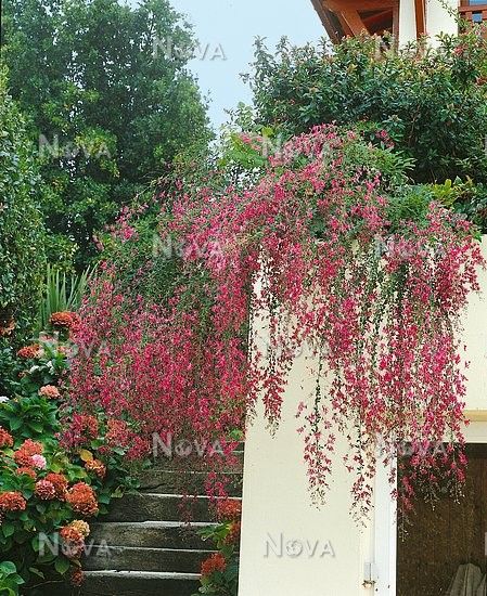 Lespedeza Thunbergii, Plant Types, Types Of Plants, My Flower, Garden Landscaping, Pink Roses, Google Images, Landscaping, Google Search