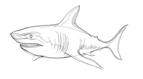 How to draw a great white shark with a pencil step-by-step drawing tutorial How To Draw A Great White Shark, Shark Drawing Tutorial, How To Draw A Shark, Shark Drawing Sketches, Great White Shark Drawing, Sketch Reference, Shark Drawing, Animals Drawing, Body Details