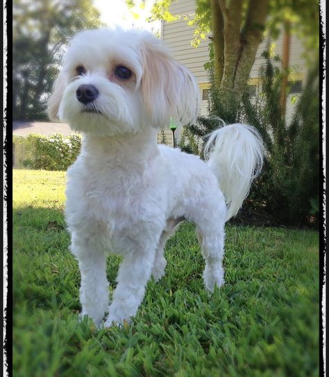 Maltese Mix Haircut, Maltese Dogs Haircuts, Maltese Haircut, Havanese Haircuts, Puppy Haircut, Briar Beauty, Maltese Shih Tzu, Puppy Cut, Dog Haircuts