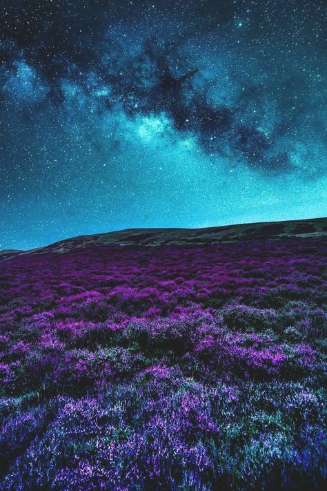 The Night Sky, Night Sky, Purple Flowers, Scotland, Stars, Purple, Flowers