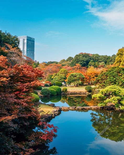 Shinjuku Gyoen Park in Tokyo, Japan 🍂 #shinjukugyoen #tokyopark #japantravel #beautifuldestinations #naturelovers #travelphotography #fallcolors #explorejapan #instatravel #visitjapan #wanderlust #japanesegarden #nature_perfection #parksinitsbeauty #japanpics #tokyolife #travelblogger #japanlover #natureescape #travelinspiration #japangram #serenitynow #landscapephotography #urbanparks #tokyophotography Tokyo Photography, Shinjuku Gyoen, Serenity Now, Photos Travel, Visit Japan, Adventure Explore, Japanese Garden, Japan Travel, Tokyo Japan