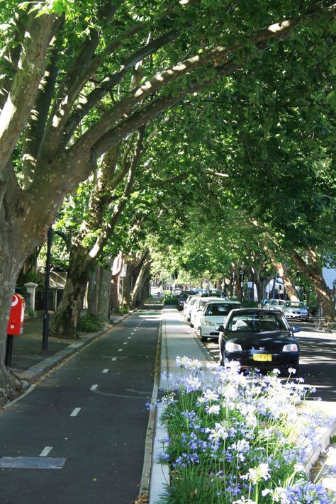 New Urbanism Architecture, Street Trees Urban, Street With Trees, Urban City Street, Art Creative Ideas, Asphalt Pavement, Street Landscape, Urban Ideas, City Tree