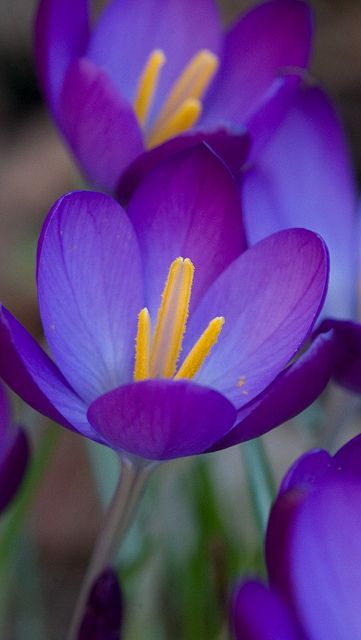 ✯ Crocus Crocus Flower, نباتات منزلية, Gardening Supplies, Exotic Flowers, Flower Beauty, Beautiful Blooms, Flower Photos, Flower Seeds, Love Flowers