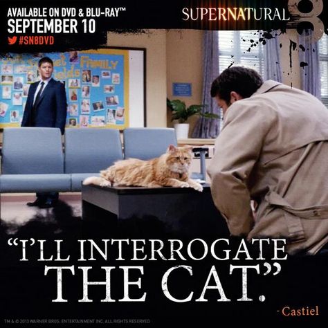 "I'll interrogate the cat." - Castiel Weird Cartoon, Spn Castiel, Castiel Aesthetic, Talking Cat, Castiel Supernatural, Talking Animals, Supernatural Wallpaper, Supernatural Pictures, Winchester Supernatural