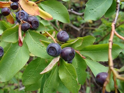 Idaho huckleberries :D #food Huckleberry Aesthetic, Black Huckleberry, Vaccinium Ovatum, Evergreen Huckleberry, Idaho Pictures, Red Huckleberry, Healthcare Inspiration, Berries Photography, Home Hydroponics