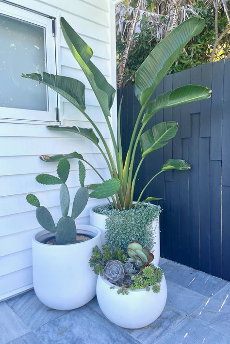 This gorgeous cluster was completed using our Tromso Planters and Balwyn Bowl. The perfect poolside cluster! Planters Around Pool, Pool Plants, Porch Plants, Potted Plants Outdoor, Pool Landscape Design, Small Backyard Gardens, Backyard Remodel, Decoration Plante, Patio Plants