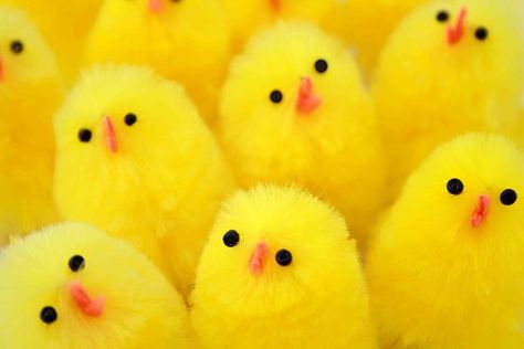 Close up of yellow toy Easter chicks Chenille Chicks, Colours Aesthetic, Advertisement Ideas, Easter Activities For Preschool, Dc Banner, Easter Writing, Spring Shoot, Easter Yellow, Yellow Things