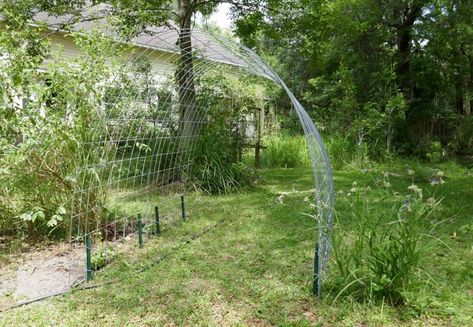 Garden Tunnel Trellis Made with Cattle Panels - Sharons Florida Vertical Garden, Craft Inspiration, Tunnel Trellis, Garden Tunnel, Cattle Panels, Tomato Garden, Food Garden, Garden Trellis, Green Space