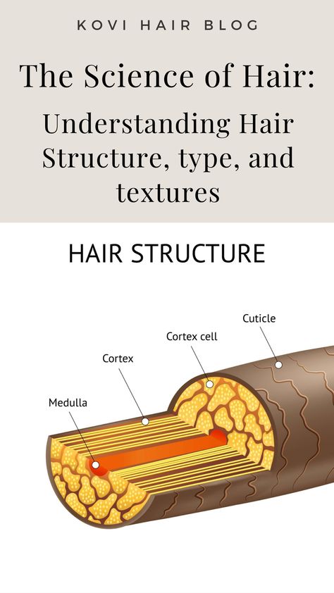 The Science of Hair: Understanding Hair Structure, type, and textures Wavy Haircuts Medium, Structure Of Hair, Hair Knowledge, Eco Friendly Hair Products, Junior Bridesmaid Hair, Hair Journey Tips, Complex Structure, Short Bridal Hair, Head Spa