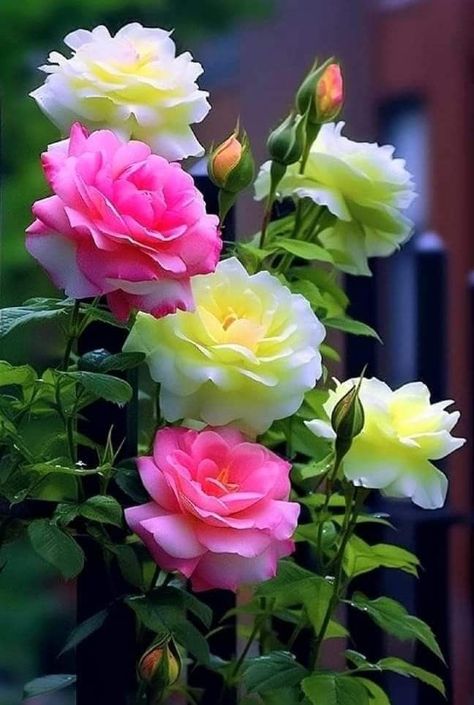 Sustainable Floristry, Flower Symbolism, Nature Therapy, राधा कृष्ण वॉलपेपर, Celebrity Aesthetic, Good Morning Flowers Rose, Rose Belle, Very Beautiful Flowers, Rose Flower Pictures