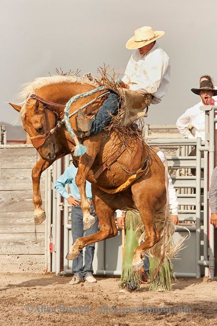 Will James Roundup, Ranch Rodeo, Ranch Bronc Riding, Hardin, Montana, Quinn Larsen. Saddle Bronc, Bucking Bulls, Bronc Riding, Montana Ranch, Rodeo Time, Rodeo Cowboys, Cowboy Pictures, Bucking Bronco, Real Cowboys