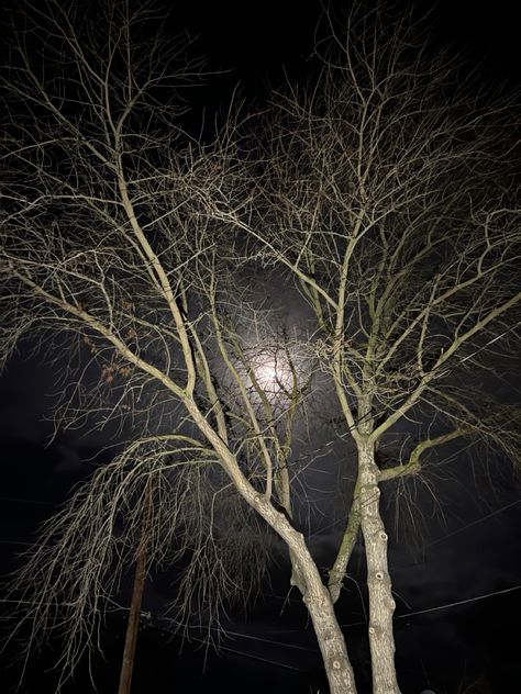 Nighttime Flash Photography, Tree No Leaves, Lori Aesthetic, Nighttime Photography, Trees At Night, Tree At Night, Judas Tree, Night Time Photography, Dry Tree