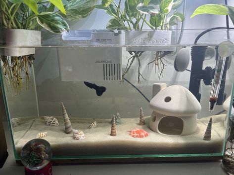 Minimalist, fish tank, seashell, sand, fish tank aesthetic, fish tank, cute fish tank Dream Fish Tank, Fish Tank Sand Ideas, Clear Fish Tank, Coquette Fish Tank, Dorm Fish Tank, Fish Tank Cute, Betta Fish Tank Aesthetic, Cute Betta Fish Tank Ideas, Fish Tank In House