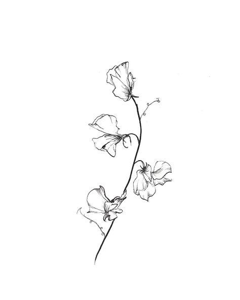 Sweet Peas Drawing, Sweet Pea Flower Vine Tattoo, Sweat Pea Drawing, Sweet Pea Flower Illustration, Sweet Pea Drawing Tattoo Ideas, Sweet Pea Plant Tattoo, Sweat Peas Flowers Tattoo, Tattoo Ideas Sweet Pea, Sweet Pea Flowers Drawing Tattoo Ideas