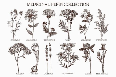 Medicinal Herbs Collection by Yevheniia on @creativemarket St Johns Wort Drawing, Medicinal Herb Tattoo, Plant Medicine Tattoo, Chamomile Plant Tattoo, Valerian Flower Tattoo, Lavender And Chamomile Tattoo, Chamomile Plant Drawing, Valerian Tattoo, Chamomile Sketch