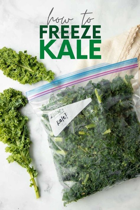 Frozen kale works beautifully in smoothies, soups, and casseroles. We'll teach you how to freeze kale so you can stock up when it's on sale! Freeze Kale How To, How To Freeze Fresh Kale, Freezer Kale Recipes, How To Preserve Fresh Kale, Freezing Kale How To, How To Freeze Kale For Soups, Recipes With Fresh Kale, Can You Freeze Kale, How To Preserve Kale