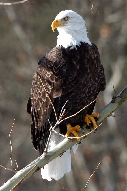 Aigle Royal, Eagle Images, Eagle Painting, Eagle Wallpaper, Eagle Pictures, American Bald Eagle, The Eagles, Bird Wallpaper, An Eagle