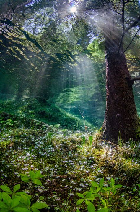 2020 Underwater Photo Contest | Scuba Diving Sea Of Japan, Under The Water, Photography Contest, Underwater Photos, Photo Competition, Whale Shark, Crystal Clear Water, Underwater Photography, Sealife