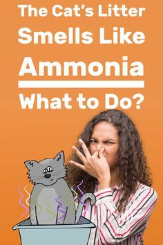 The Cats Litter Smells Like Ammonia - What to Do? Article by litter-boxes.com #LitterBoxes #TCS #TheCatSite #cat #cats #kitten #kittens #catsandkittens #catcare #litter #litterbox How To Make Cat Litter Not Smell, Cat Litter Smell, Cat Liter, Cat Litter Cabinet, Litter Box Smell, Cats Tips, Natural Cat Litter, Pretty Litter, Cat Pee Smell