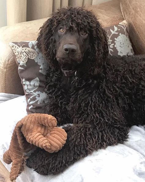 Merlin - Radicott Corbusion - Loved by Simon Freebairn - Irish Water Spaniel - IWSCA Irish Water Spaniel Puppy, Dog Types, Dog Breeds That Dont Shed, Top 10 Dog Breeds, Water Spaniel, Irish Water Spaniel, American Water Spaniel, Spaniel Breeds, Beautiful Dog Breeds